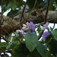 Solanum wrightii Benth.